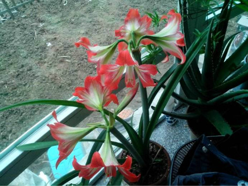 对兰什么时候开花 对兰不开花什么原因及解决方法如下