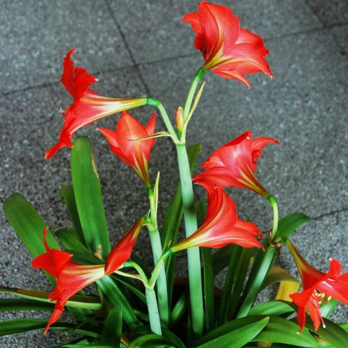 对兰什么时候开花 对兰不开花什么原因及解决方法如下