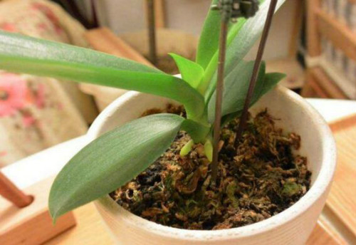 蝴蝶兰怎么繁殖最简单 蝴蝶兰常见的繁殖方法有着几种