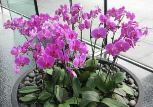 蝴蝶兰冬天怎么养护 蝴蝶兰冬季水肥管理方法看这里