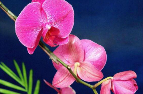 蝴蝶兰冬天怎么养护 蝴蝶兰冬季水肥管理方法看这里