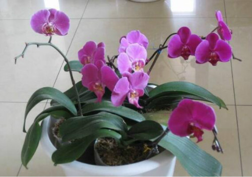 蝴蝶兰冬天怎么养护 蝴蝶兰冬季水肥管理方法看这里