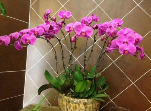 蝴蝶兰冬天怎么养护 蝴蝶兰冬季水肥管理方法看这里