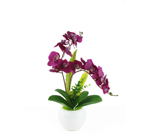 蝴蝶兰怎么繁殖最简单 蝴蝶兰常见的繁殖方法有着几种