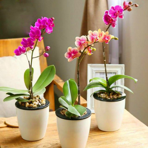 蝴蝶兰怎么繁殖最简单 蝴蝶兰常见的繁殖方法有着几种