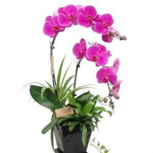 蝴蝶兰怎么繁殖最简单 蝴蝶兰常见的繁殖方法有着几种