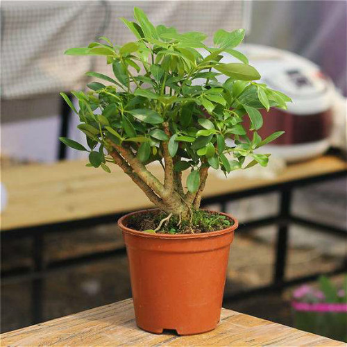 鹅掌柴怎么养长得快 注意这几点鹅掌柴越长越旺盛