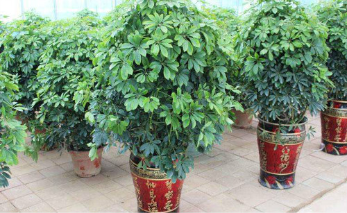 鹅掌柴怎么养长得快 注意这几点鹅掌柴越长越旺盛
