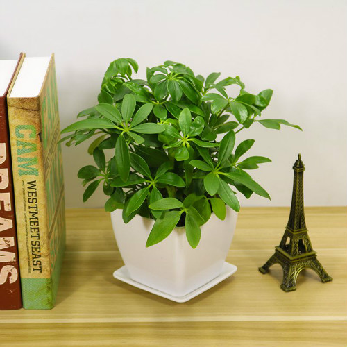 鹅掌柴怎么养长得快 注意这几点鹅掌柴越长越旺盛