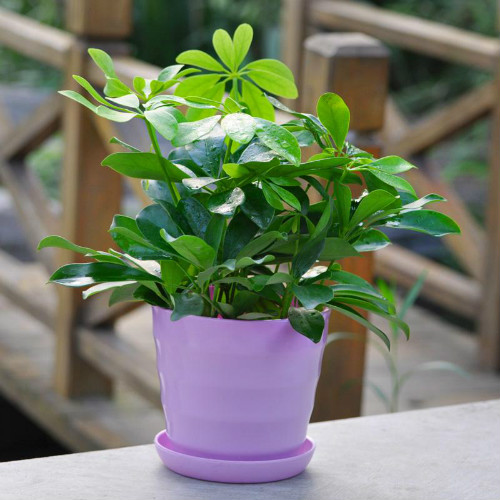 鹅掌柴怎么养长得快 注意这几点鹅掌柴越长越旺盛