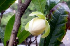 夜合花有毒吗能在家养吗 养殖夜合花需要注意哪些问题