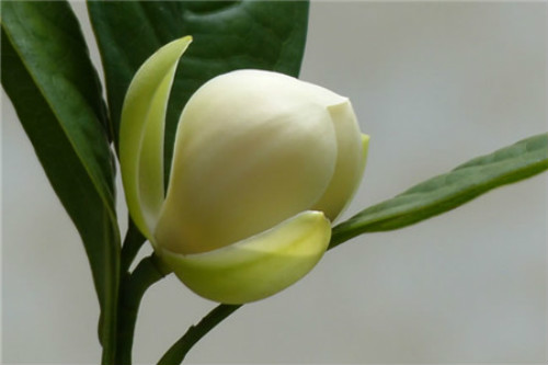 夜合花有毒吗能在家养吗 养殖夜合花需要注意哪些问题