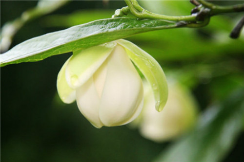 夜合花有毒吗能在家养吗 养殖夜合花需要注意哪些问题