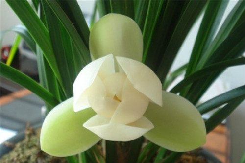 夜合花有毒吗能在家养吗 养殖夜合花需要注意哪些问题