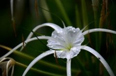 蜘蛛兰有毒吗可以在室内养吗 养殖蜘蛛兰需要注意哪些问题