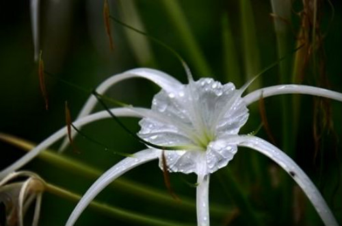 蜘蛛兰有毒吗可以在室内养吗 养殖蜘蛛兰需要注意哪些问题