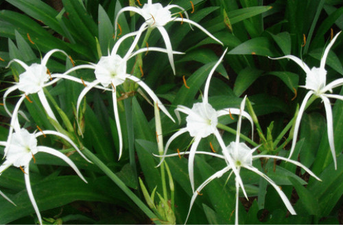 蜘蛛兰有毒吗可以在室内养吗 养殖蜘蛛兰需要注意哪些问题