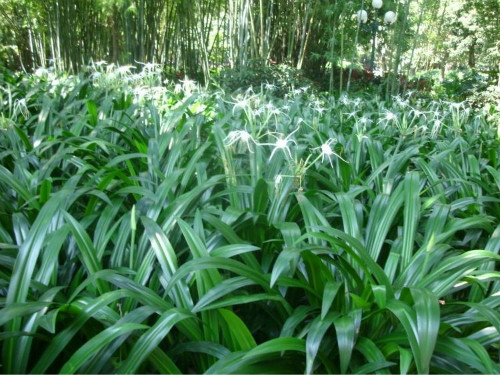 蜘蛛兰有毒吗可以在室内养吗 养殖蜘蛛兰需要注意哪些问题