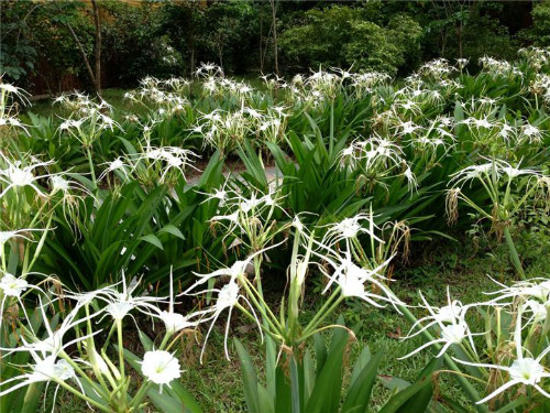 蜘蛛兰有毒吗可以在室内养吗 养殖蜘蛛兰需要注意哪些问题