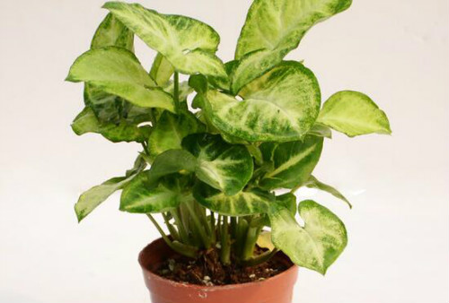 合果芋怎么养护 合果芋正确的养殖方法看这里