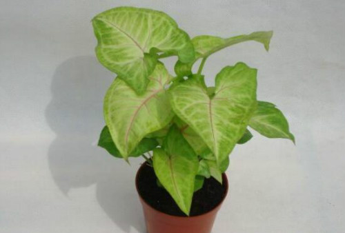 合果芋怎么养护 合果芋正确的养殖方法看这里