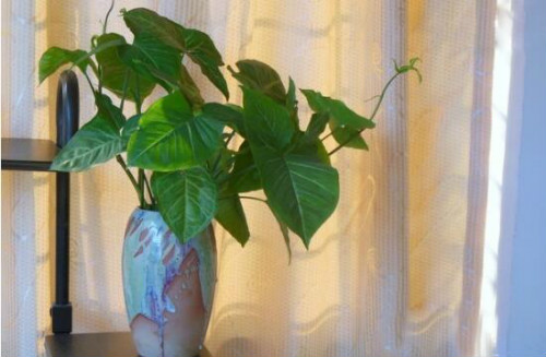 合果芋怎么养护 合果芋正确的养殖方法看这里