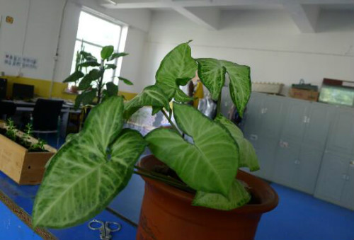 合果芋怎么养护 合果芋正确的养殖方法看这里