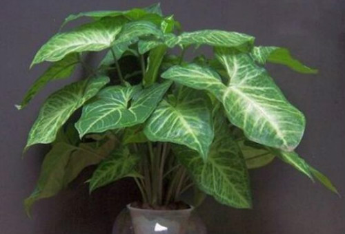 合果芋怎么养护 合果芋正确的养殖方法看这里