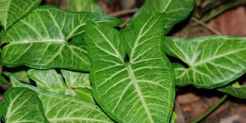 合果芋的叶子怎么养绿点 学会这4招合果芋越养越青翠
