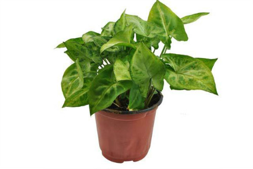 合果芋的叶子怎么养绿点 学会这4招合果芋越养越青翠