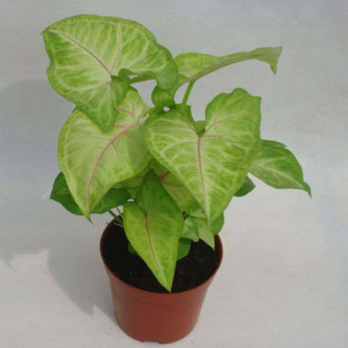 合果芋的叶子怎么养绿点 学会这4招合果芋越养越青翠