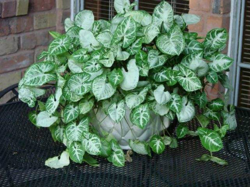 合果芋的叶子怎么养绿点 学会这4招合果芋越养越青翠