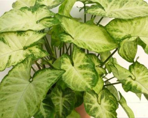 合果芋怎么繁殖 合果芋常见的繁殖方法有以下几种