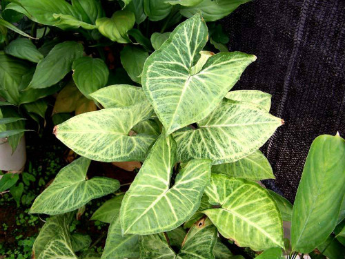 合果芋怎么繁殖 合果芋常见的繁殖方法有以下几种