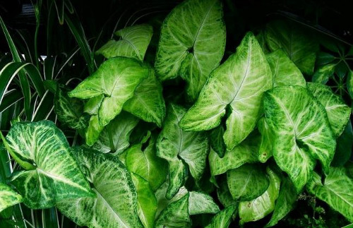 合果芋怎么繁殖 合果芋常见的繁殖方法有以下几种