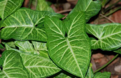 合果芋怎么繁殖 合果芋常见的繁殖方法有以下几种