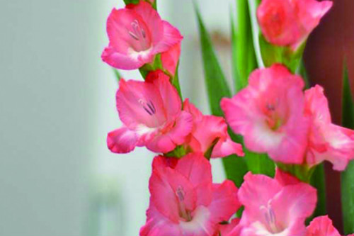 剑兰种球几月种比较好 剑兰种球种植方法你学会了吗