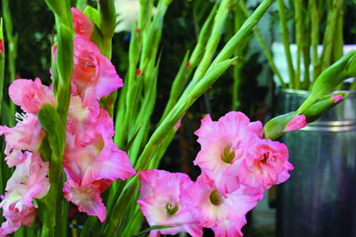 剑兰种球几月种比较好 剑兰种球种植方法你学会了吗