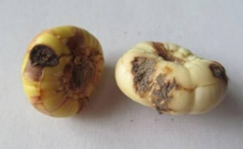 剑兰种球几月种比较好 剑兰种球种植方法你学会了吗