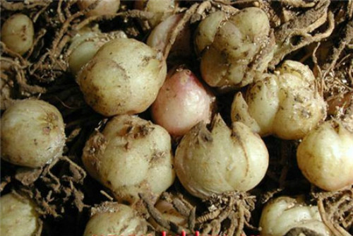 剑兰种球几月种比较好 剑兰种球种植方法你学会了吗