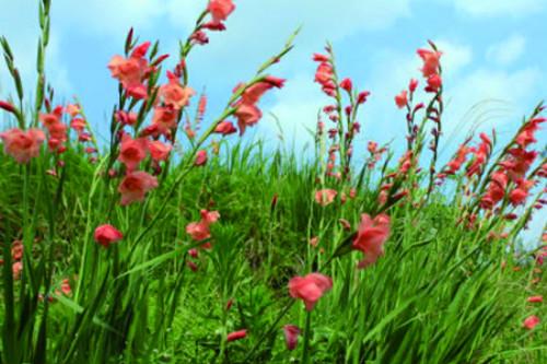 剑兰种球几月种比较好 剑兰种球种植方法你学会了吗