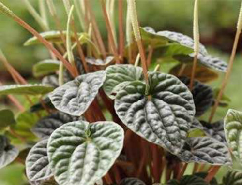 皱叶椒草有毒吗 没想到皱皮椒草不仅无毒还有这么多好处