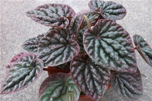 皱叶椒草有毒吗 没想到皱皮椒草不仅无毒还有这么多好处