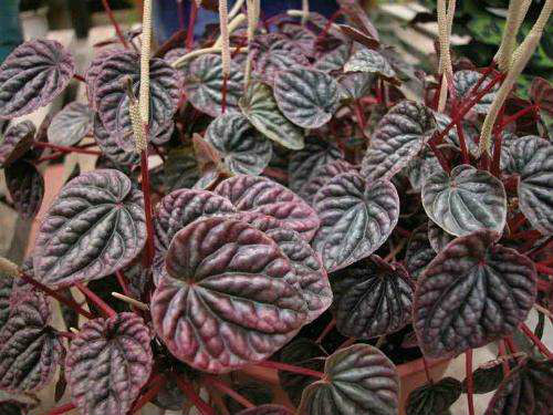 皱叶椒草有毒吗 没想到皱皮椒草不仅无毒还有这么多好处