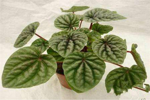 皱叶椒草有毒吗 没想到皱皮椒草不仅无毒还有这么多好处