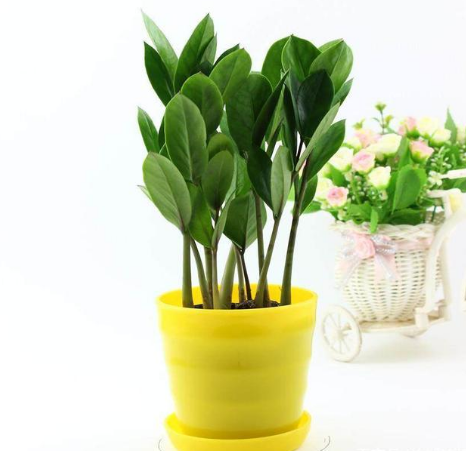 雪铁芋开花吗 雪铁芋开花预兆好不好有什么寓意