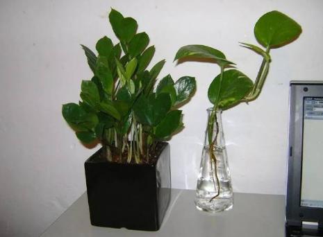 雪铁芋开花吗 雪铁芋开花预兆好不好有什么寓意