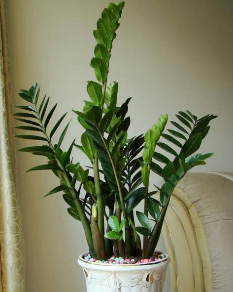 雪铁芋开花吗 雪铁芋开花预兆好不好有什么寓意