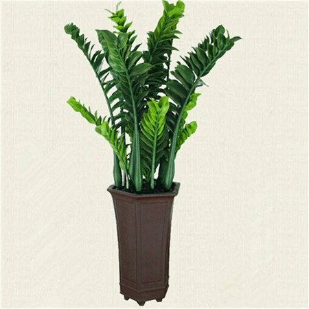 雪铁芋开花吗 雪铁芋开花预兆好不好有什么寓意