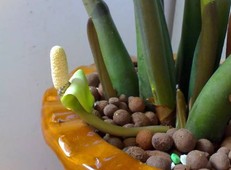 雪铁芋开花吗 雪铁芋开花预兆好不好有什么寓意